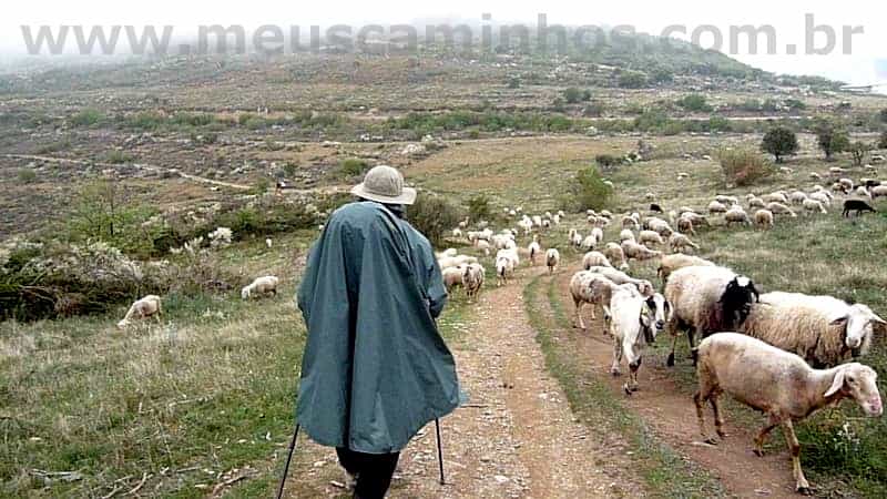 Foto mostra um peregrino passando entre várias ovelhas, perto de Molinaseca, no Caminho Francês
